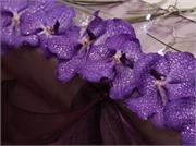PURPLE-1