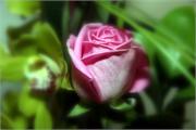 PINK-13